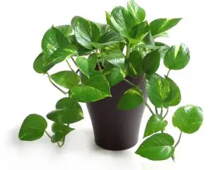 گیاه در محیط کار