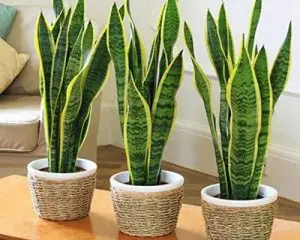 گیاه در محیط کار